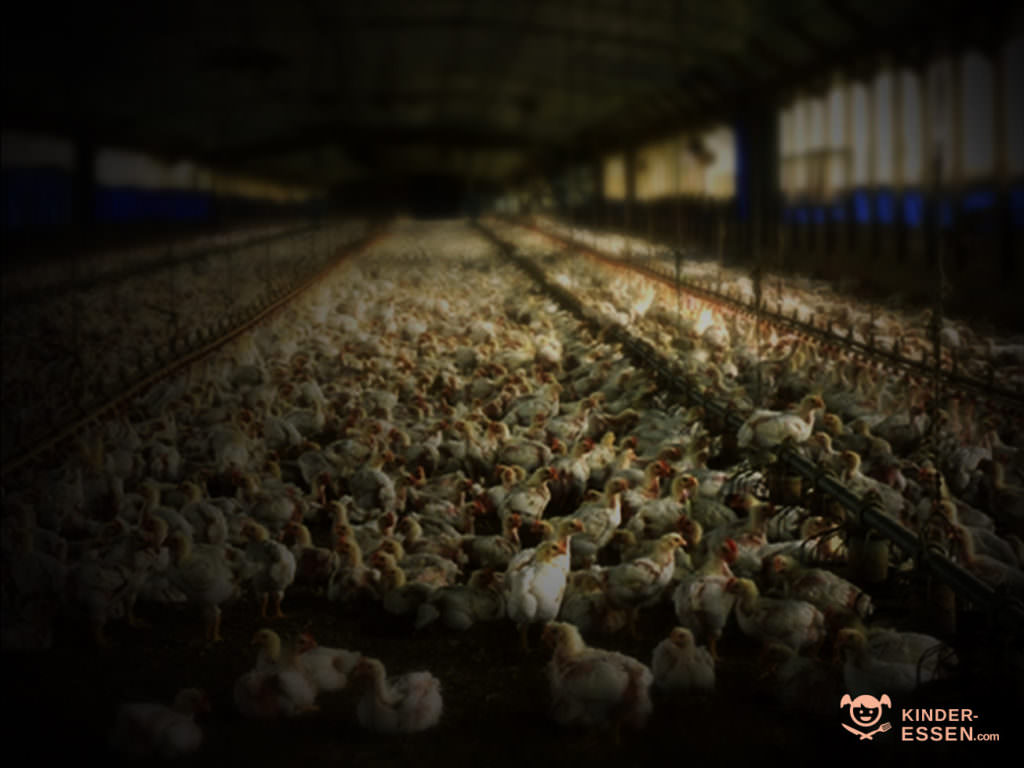 Bild zeigt Hühner in einer Massentierhaltung