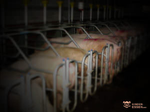 Bild zeigt Schweine in Kastenständen