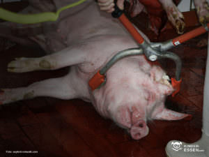 Schwein bei der Betäubung