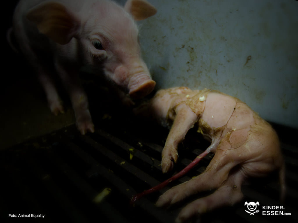 Schweinehaltung bei Guhtfleisch
